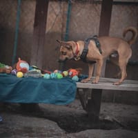 Czółko, pies do adopcji