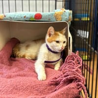 Mala, kotka do adopcji