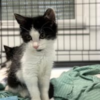 Gaja, kotka do adopcji