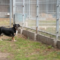 Wika, suczka do adopcji