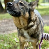 Szarik, pies do adopcji