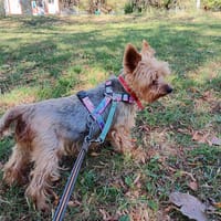 Cukier, pies do adopcji