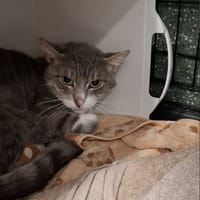 Lilak, kot do adopcji