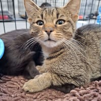 Bam Bam, kot do adopcji