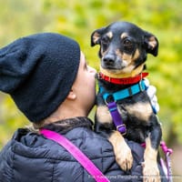 Milo, pies do adopcji