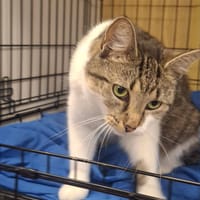 Berlinka, kotka do adopcji