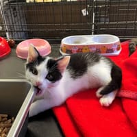 Ontario, kot do adopcji