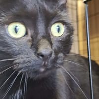 Eva, kotka do adopcji