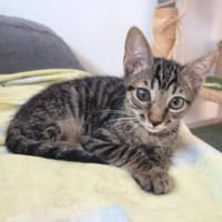 Lebensfroher Katzenjunge Pum, Kater zur Adoption