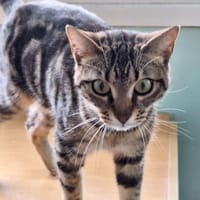 Sanfte, freundliche Katze Marta, Katze zur Adoption