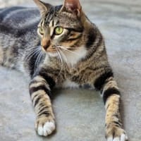 Menschenbezogener Kater Hopper, Kater zur Adoption