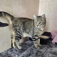 Verschmuste, fröhliche Katze Zoe, Katze zur Adoption