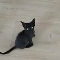 Junge, Kater Seiko & Moltó, Kater zur Adoption