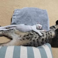 Liebes Katzenduo Dina und Elliot, Kater zur Adoption