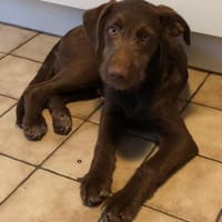 Winnie wartet auf seine Familie, Hund zur Adoption