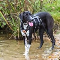 Schöne Bonny wartet auf eine Anfrage, Hündin zur Adoption