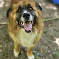 Ursu der Kuschelbär, Hund zur Adoption