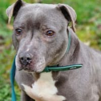 Shiva, aktives Ömchen, Hündin zur Adoption