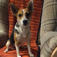 EMMY - aufgeschlossen& zutraulich, Hündin zur Adoption