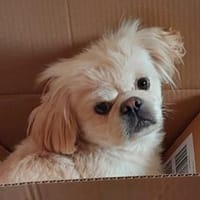 PACO - zutraulich & aufgeschlossen, Hund zur Adoption