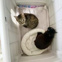 Anhängliche Katzenmädchen Phoebe & Mimi, Katze zur Adoption