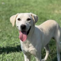 🐾 Belche sucht sein Zuhause ♥, Hund zur Adoption