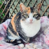 Etwas schüchternes Katzenmädchen Ruby, Katze zur Adoption