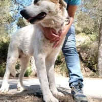 Grosser Rüde, Ludwigshafen, Hund zur Adoption