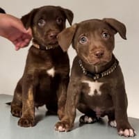 Lilo und Stich / in 82284, Hund zur Adoption