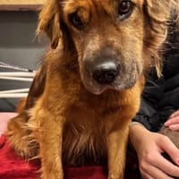 Alf Leben im Haus gewohnt / 82284, Hund zur Adoption