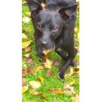 Pepino - wartet in 22459 Hamburg, Hund zur Adoption