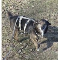 Munay  wartet in 53557 Bad Hönningen, Hündin zur Adoption