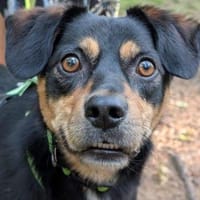 Juro- auf PS in 91207 Lauf, Hund zur Adoption