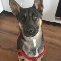 Junghündin Aponi sucht aktives Zuhause, Hündin zur Adoption