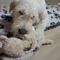 Luben - lieb und verspielt, Hund zur Adoption