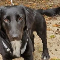 Wer gibt Dasty ein Zuhause?, Hund zur Adoption