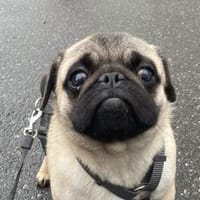 Cukimano unser Halbstarker 💪 Mops, Hund zur Adoption