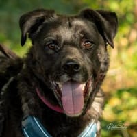 Oreo sucht erfahrenes Zuhause, Hund zur Adoption