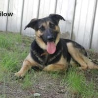 Milow, ruhig und wachsam, Hund zur Adoption