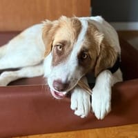 Welpe Liva -ein liebevoller Sonnenschein, Hündin zur Adoption