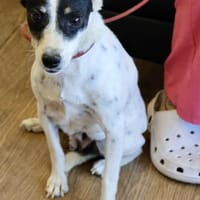 Marion, lernwillig, freundlich, aktiv, Hündin zur Adoption