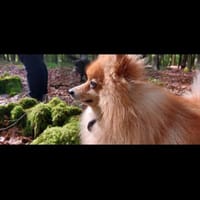 Nari sucht Familie ❤, Hund zur Adoption