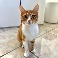Handicap Kater Nemo aus dem Tierschutz, Kater zur Adoption