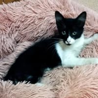 Junges, offenes Katzenmädchen Carmelita, Katze zur Adoption