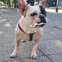Jessica eine tolle Bulldogge, Hündin zur Adoption