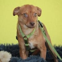 Hallo zusammen! Ich bin Amaro!, Hund zur Adoption