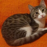 Lina Freundliches Katzenmädel, Katze zur Adoption