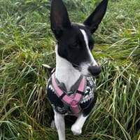 Peppa sucht hundeliebende Familie, Hündin zur Adoption