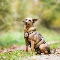 Wer zeigt Nice, wie schön das Leben ist?, Hündin zur Adoption