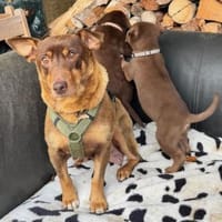 Rostey die sanfte tolle Terriermixdame, Hündin zur Adoption